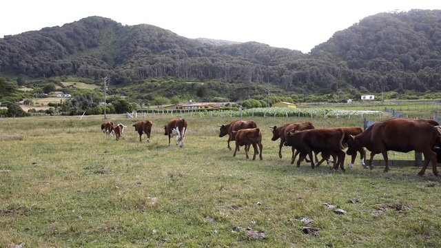 Grupo de vacas