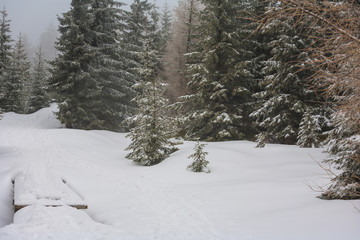 Fototapeta premium Winter wonderland