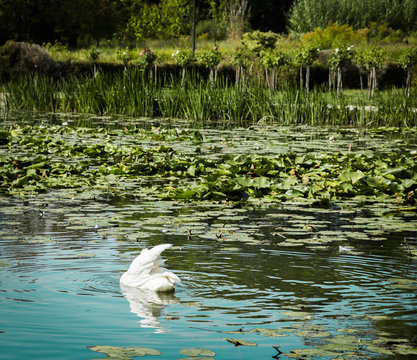 The white swan on the lake