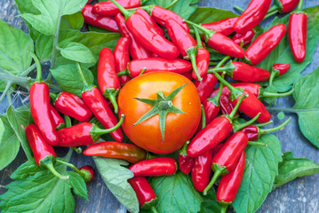 chili mit tomate