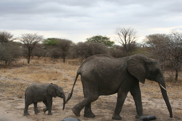 Fototapeta premium elephants