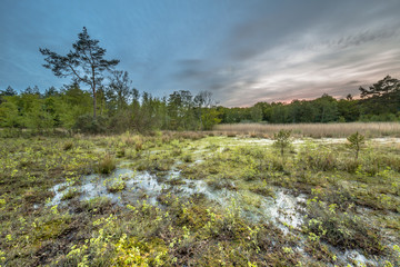 Moor fen in nature reserve