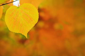 Autumn background with yellow leaf.