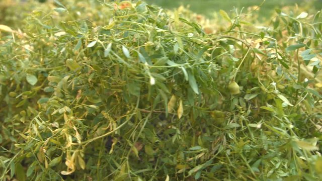 Growing lentils. 2 Shots. Close-up.
1. The smooth movement of the camera ( from left to right ) along the bush with a growing lentils.
2. Lentils close up. Focus in / focus out.