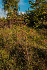 rote Hagebutten am strauch