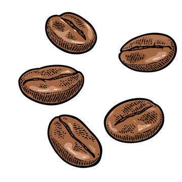 Fototapeta Coffee beans. Hand drawn sketch style. Vintage vector engraving