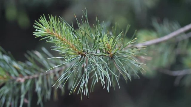 close up panoramic shot of pine tree neddles on a branch