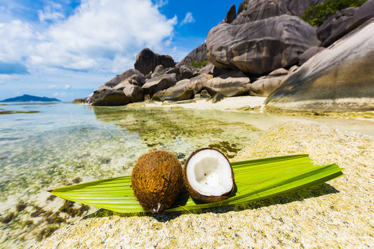 Coconut in the Seychelles