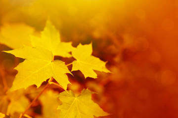 Autumnal background with maple leaves.