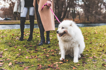 White dog on leash at park with two women