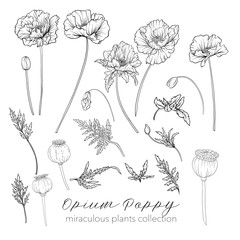 Opium poppy plant set. Outline stock vector illustration. - obrazy, fototapety, plakaty