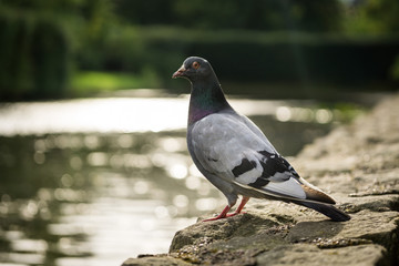 Pigeon at park near water at sunset - 172362119