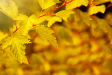 Naklejka na ściany i meble Autumnal background with yellow leaves.