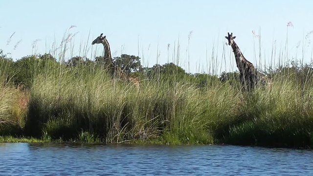 sailing through the channels of the okavango delta in botswana