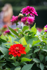 Red garden dahlia flower at garden  - 172362542