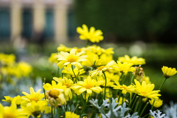 Yellow garden flower at park closeup - 172362596