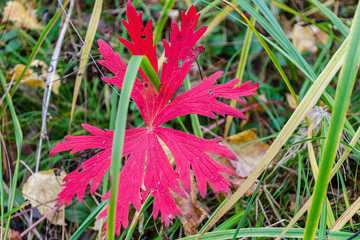 red leaf in the grass