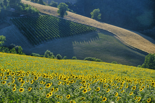 Landscape between Imola and Riolo Terme (Emilia Romagna)