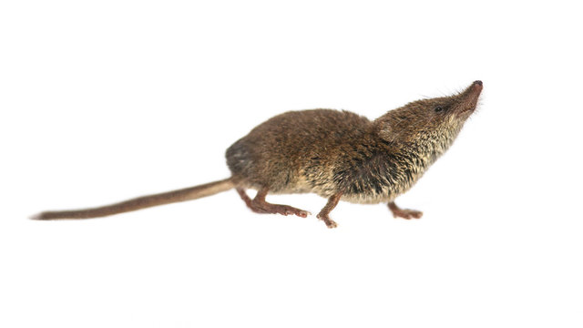 Eurasian Pygmy Shrew On White Background