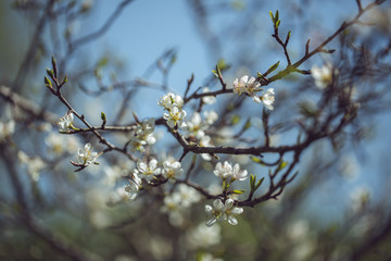 detalle flores árboles