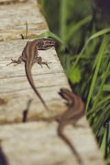 lagartijas tomando el sol