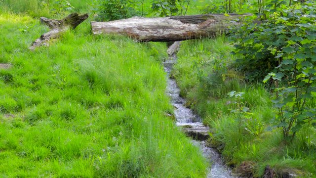 wunderschöner idyllischer klarer Wiesenbach fliesst durch saftige grüne Wiese mit baumstamm im bachlauf