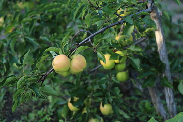 Apple tree variety April fruit