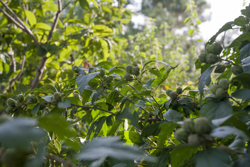 naturaleza verde fondos