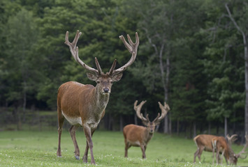 Naklejka na ściany i meble Three Elk with large antlers grazing in a meadow in Canada