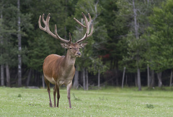 Naklejka na ściany i meble Bull Elk with large antlers standing in a meadow in Canada