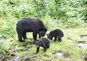 Fototapeta na wymiar Black bear with cubs walking through the woods in Canada
