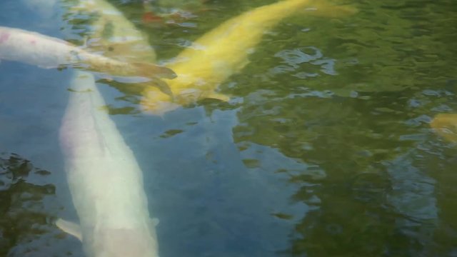 池でおよぶ錦鯉のアップ