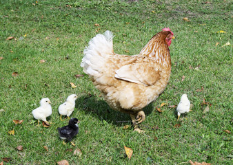 Hen with nestling on herb