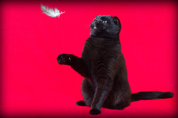 black lop-eared cat lies on a red background