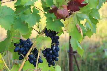 grapes variety zest ripe blue