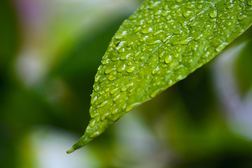 Droplets of green leaf