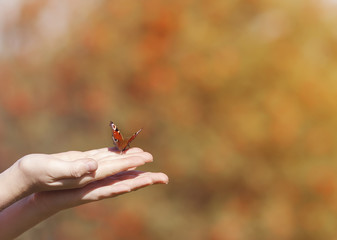 Fototapeta premium piękny motyl siedzi na rękach dziewczyn i przygotowuje się do startu w niebo, aby spotkać światło słoneczne wolności
