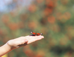 Fototapeta premium beautiful butterfly sitting on girls arm and prepared to fly in the sky