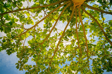 Down up view trees rising up in the sunny sky