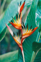 Red and orange Heliconia flower, Heliconia psittacorum Rubra, tropical flower 