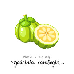 Superfood fruit. Garcinia cambogia fruit. Vector illustration cartoon flat icon isolated on white.