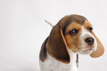 beagle dog