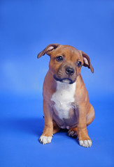 STAFFORDSHIRE BULL TERRIER dog