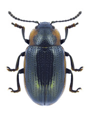 Beetle Hydrothassa marginella on a white background