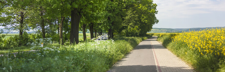Asphalt road and fields panorama