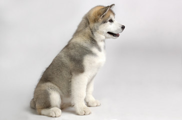 ALASKAN MALAMUTE dog 