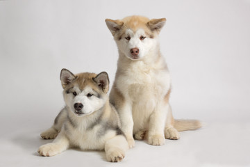 ALASKAN MALAMUTE dog 