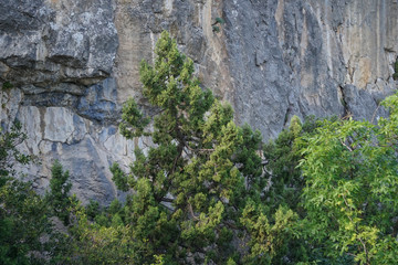 green trees on the background of high cliffs