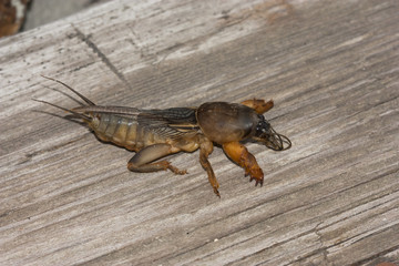 fen-cricket
