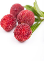 red bayberry